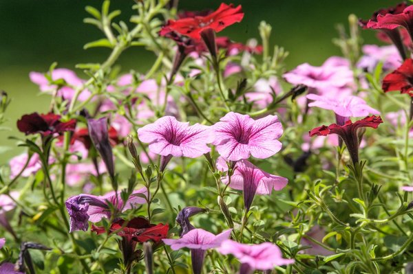 Fioul Domestique : Une Option Toujours Pertinente ?